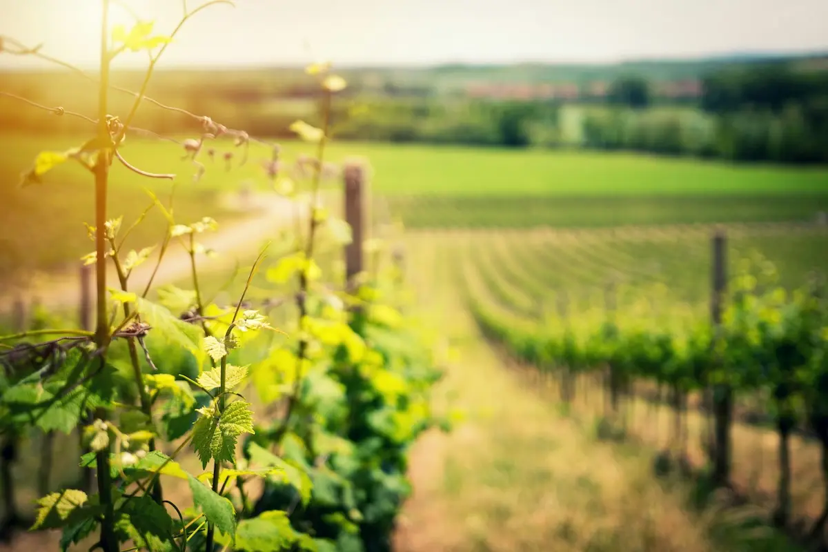 PPWR: What Changes for Your Bottles on 12 August 2026