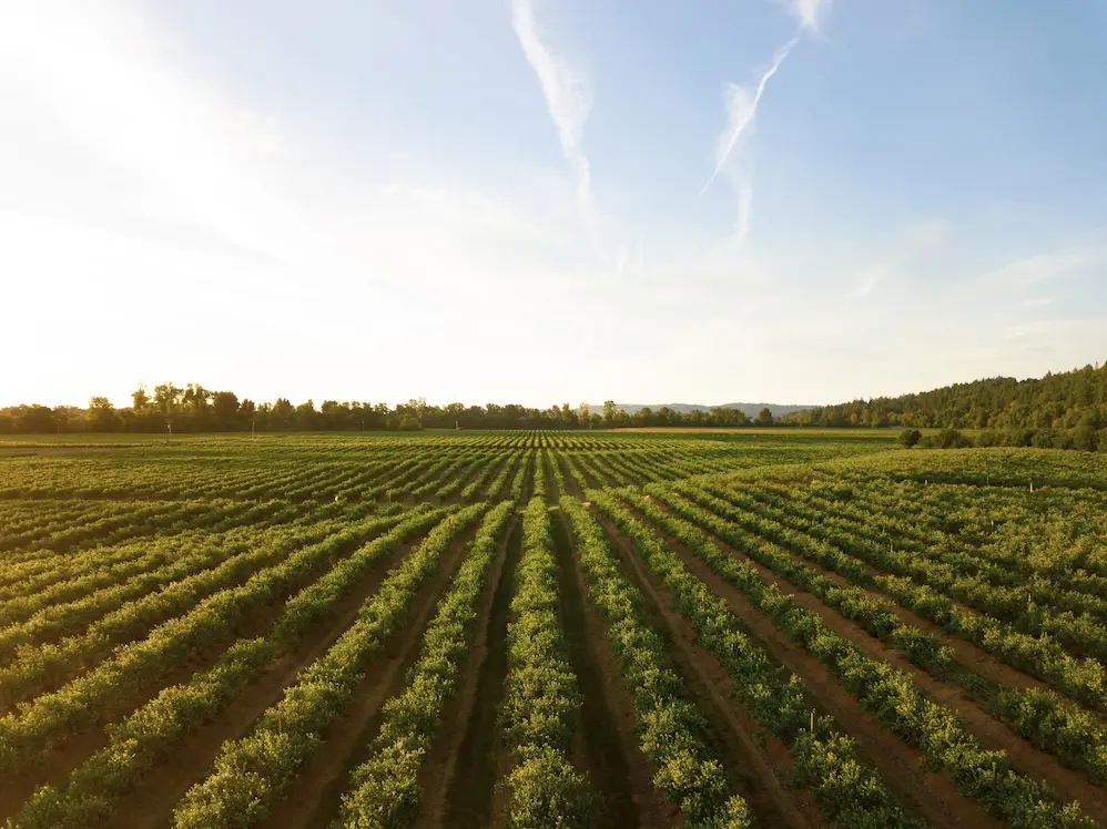 Dynamic QR Codes for Wineries: Beyond the E-Label
