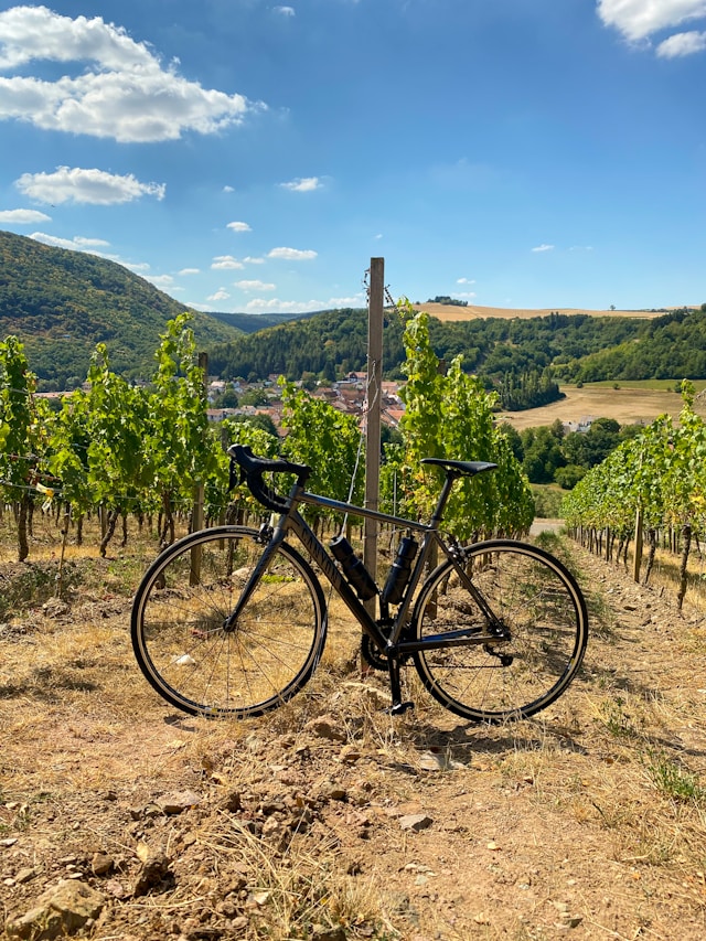 Cycling through the vineyards