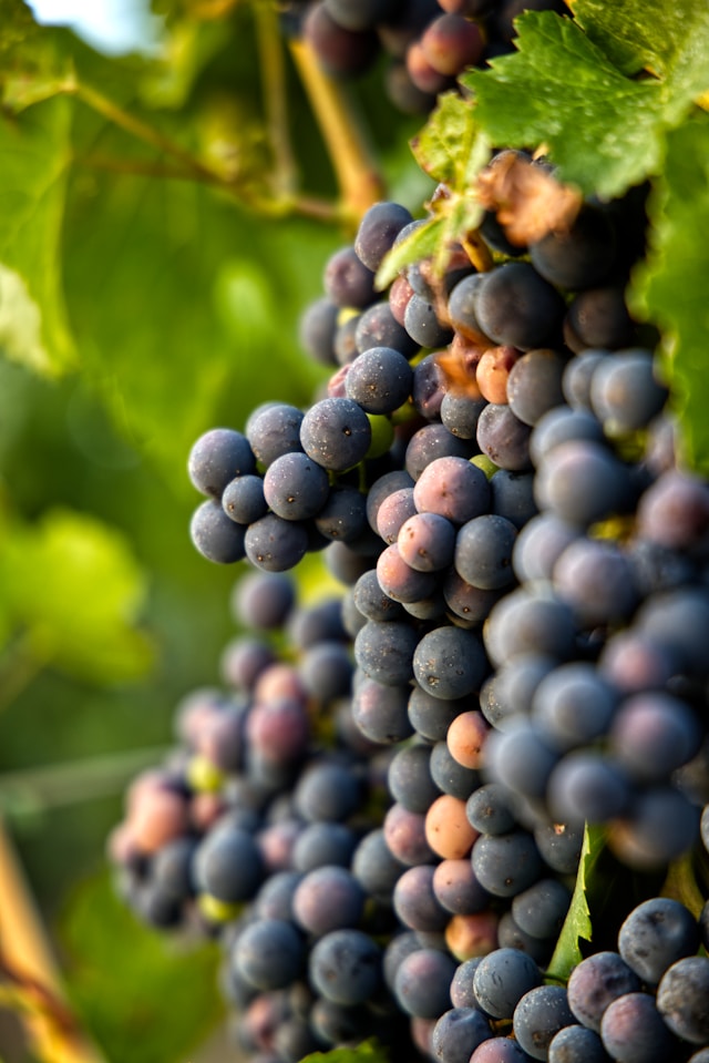 Vineyard grapes
