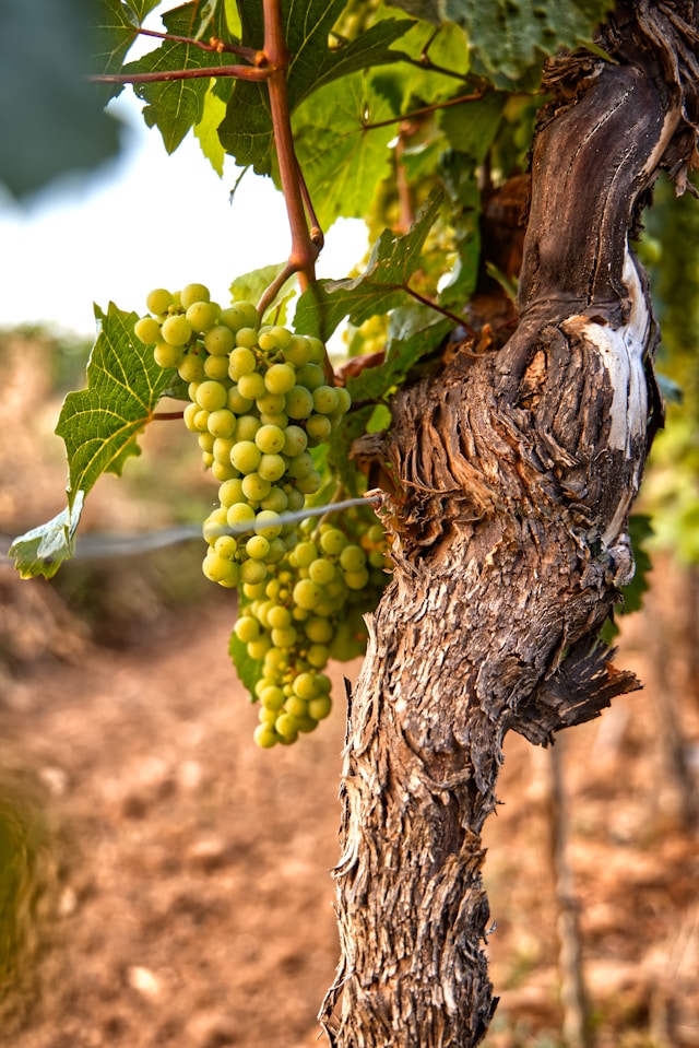 Grapes on the vine