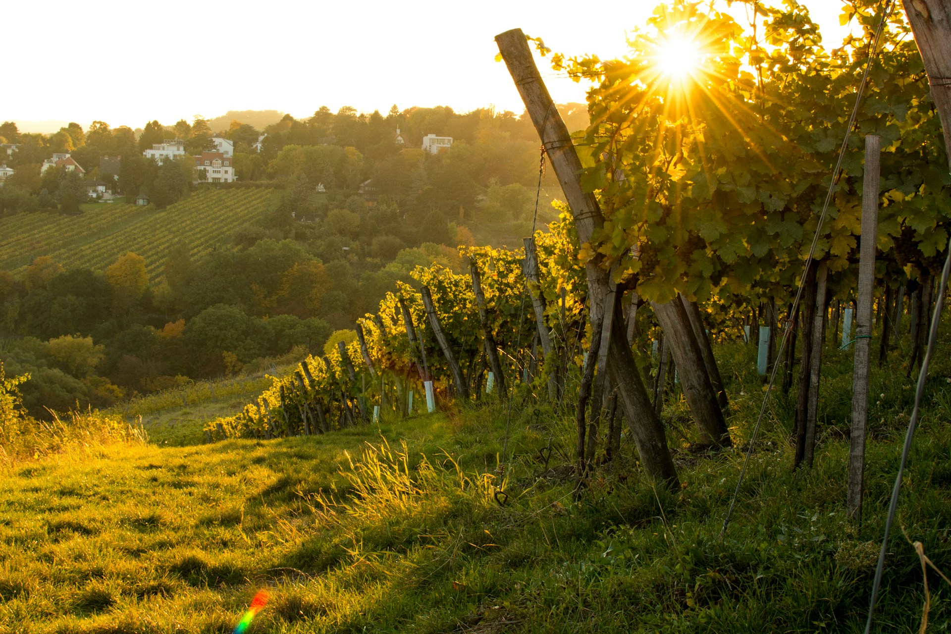 Vineyards